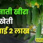 barsati khira ki kheti