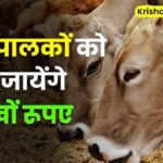 ngra scheme 2024