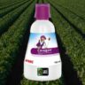 Coragen Insecticide: Uses, Benefits, Price