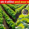 इस नवंबर महीने में उगाएं ये सब्जियां; खेत जायेगा भर