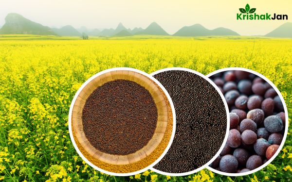 26 जून 2025: आज कैसा रहा सरसों का मंडी भाव!