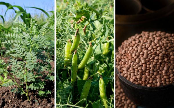 कृषि वैज्ञानिक ने बतायीं चना, मटर और मसूर की उन्नत किस्में